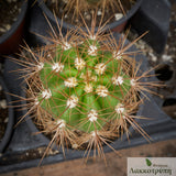 Echinopsis candicans