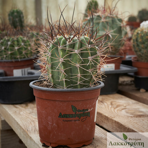 Echinopsis leucantha