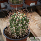 Echinopsis leucantha