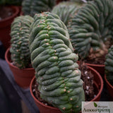 Cereus pachanoi crestata