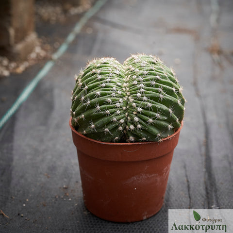 Echinopsis eyriesii cristata