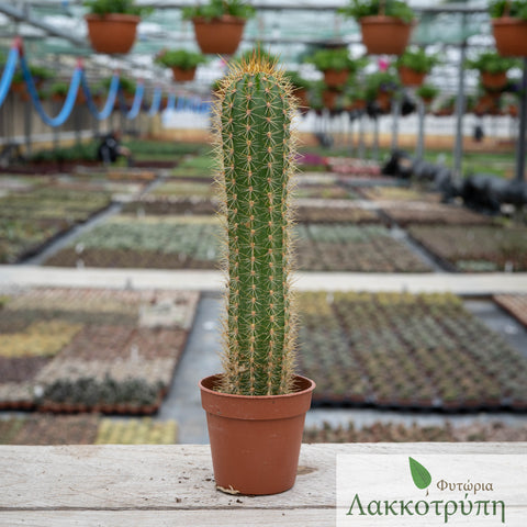 Echinopsis spachiana