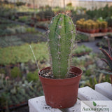 Echinopsis tacaquirensis