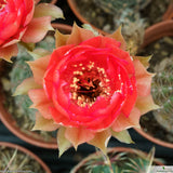 Echinopsis densispina