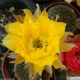 Echinopsis densispina
