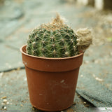 Echinopsis densispina