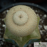 Epithelantha bokei - Grafted