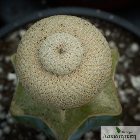 Epithelantha bokei - Grafted