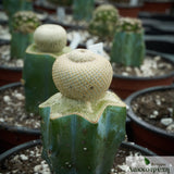 Epithelantha bokei - Grafted