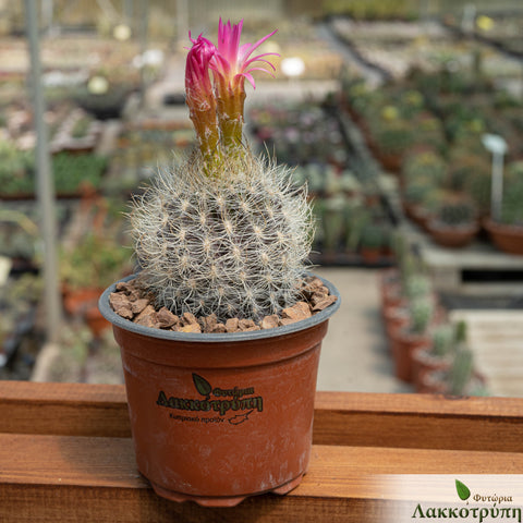 Neoporteria nidus gerocephala