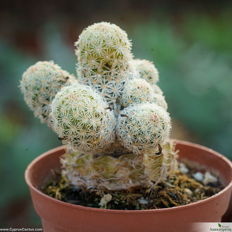 Escobaria nelliae grafted