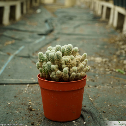 Escobaria sneedii leei