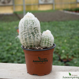 Espostoea melanostele