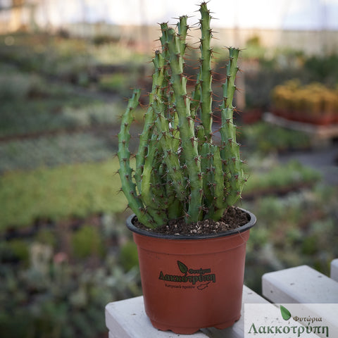 Euphorbia aeruginosa
