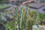 Euphorbia aeruginosa