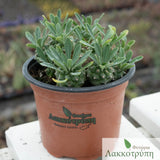 Euphorbia bupleurifolia susannae