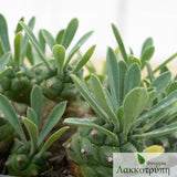 Euphorbia bupleurifolia susannae