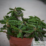 Euphorbia decaryi