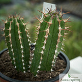 Euphorbia echinus