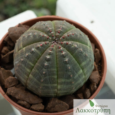 Euphorbia obesa