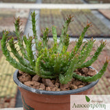 Euphorbia pugniformis