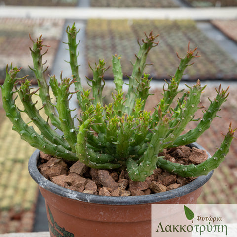 Euphorbia pugniformis