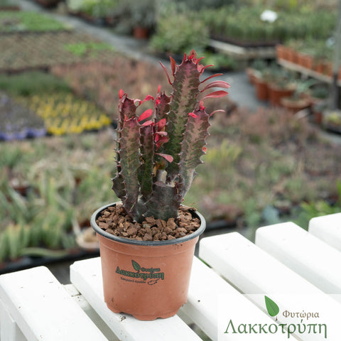 Euphorbia trigona rubra
