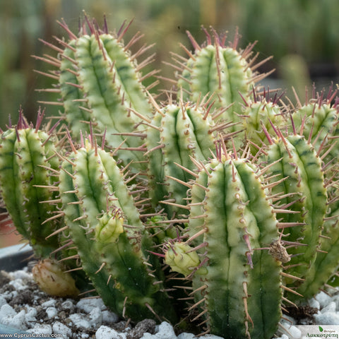 Euphorbia aggregata variegata