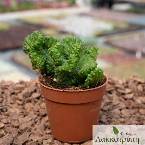 Euphorbia enopla cristata