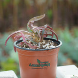 Euphorbia francoisii