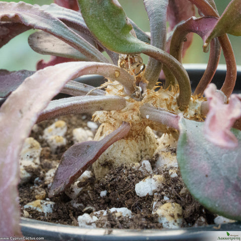 Euphorbia francoisii