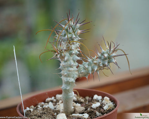 Euphorbia gottlebei