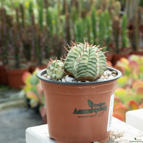 Euphorbia meloformis f. variegated