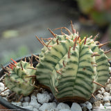 Euphorbia meloformis f. variegated