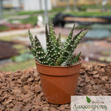 Haworthia papilosa