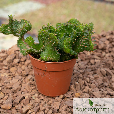 Euphorbia pugniformis cristata