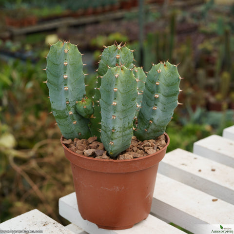 Euphorbia resinifera