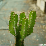 Euphorbia trigona