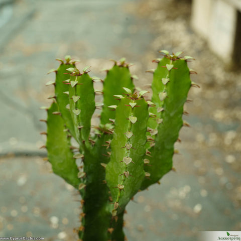 Euphorbia trigona