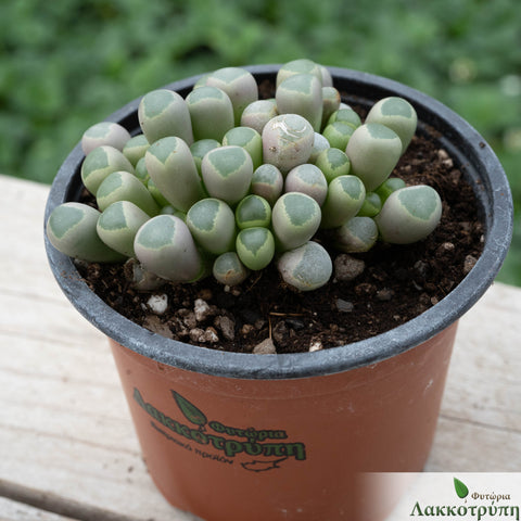 Fenestraria aurantiaca