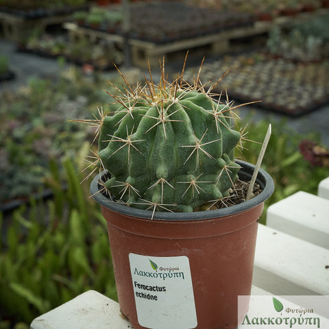 Ferocactus echidne