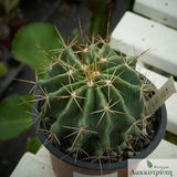 Ferocactus echidne