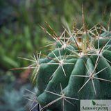 Ferocactus echidne