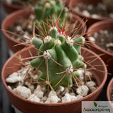Ferocactus flavovirens