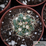 Ferocactus fordii