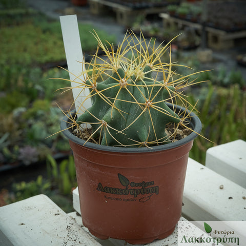 Ferocactus glaucescens