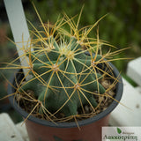 Ferocactus glaucescens