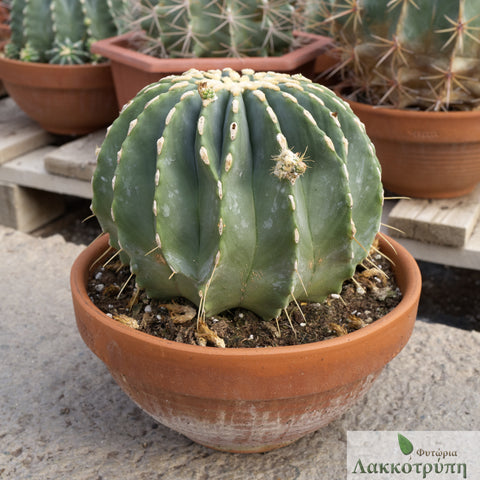 Ferocactus glaucescens inermis