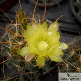 Ferocactus hamatacanthus albispinus