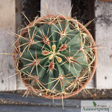 Ferocactus hystrix